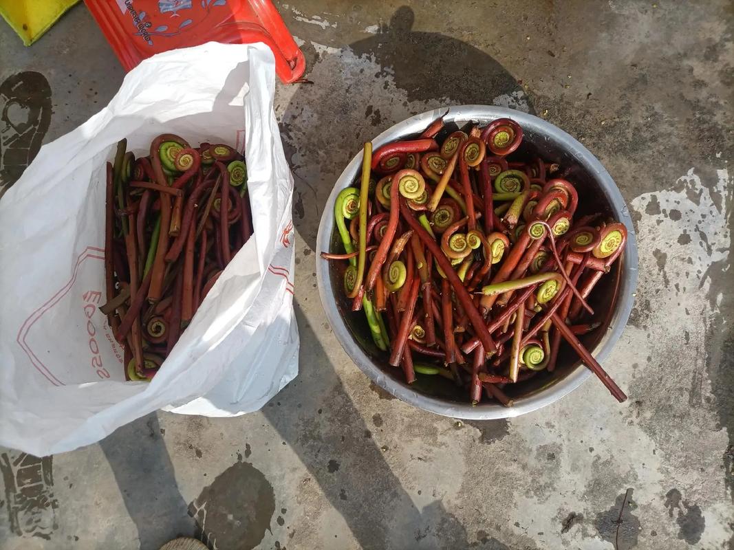 蕨菜之美，预制菜之鲜