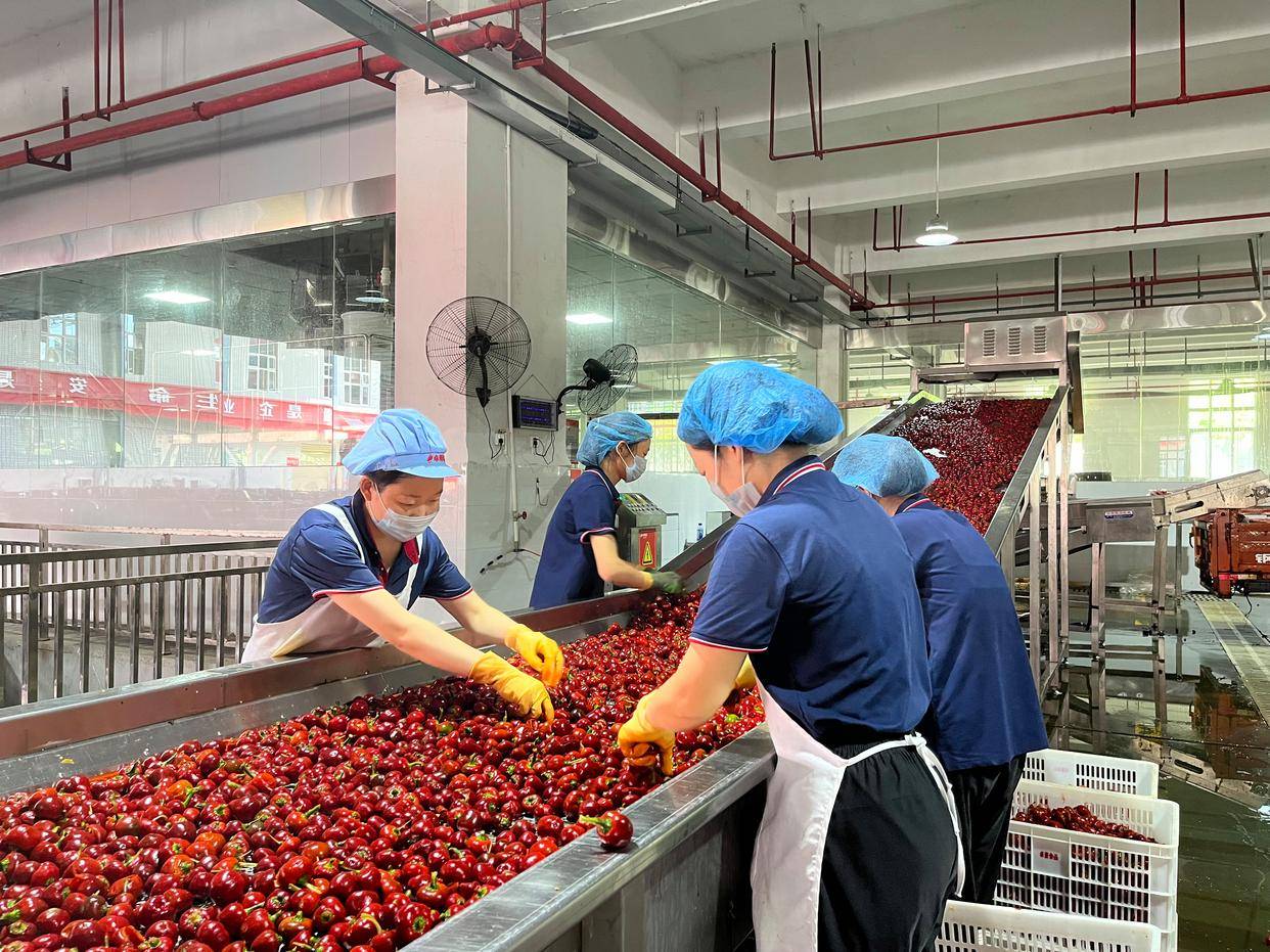 泡菜泡椒全自动生产线形态解析及案例参考