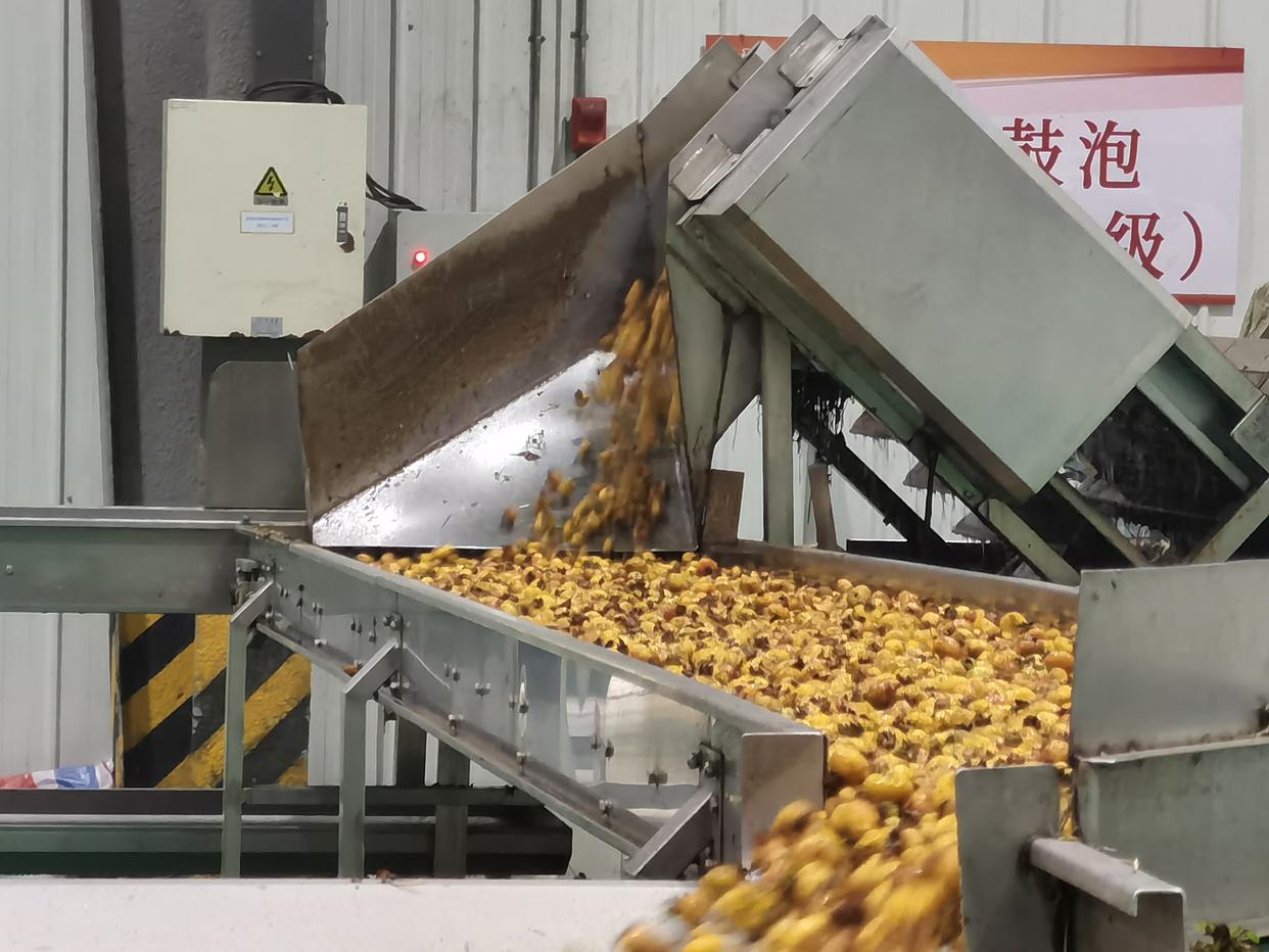 水城区：企业“锁鲜”压榨生产忙，精深加工助力刺梨“身价倍增”(图4)