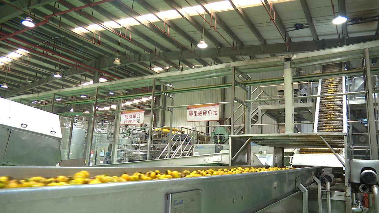 水城区：企业“锁鲜”压榨生产忙，精深加工助力刺梨“身价倍增”(图1)