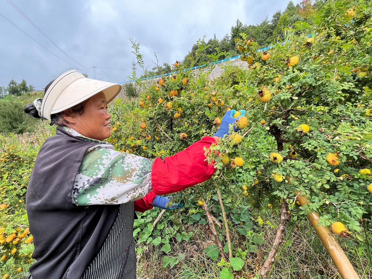水城区：企业“锁鲜”压榨生产忙，精深加工助力刺梨“身价倍增”(图7)